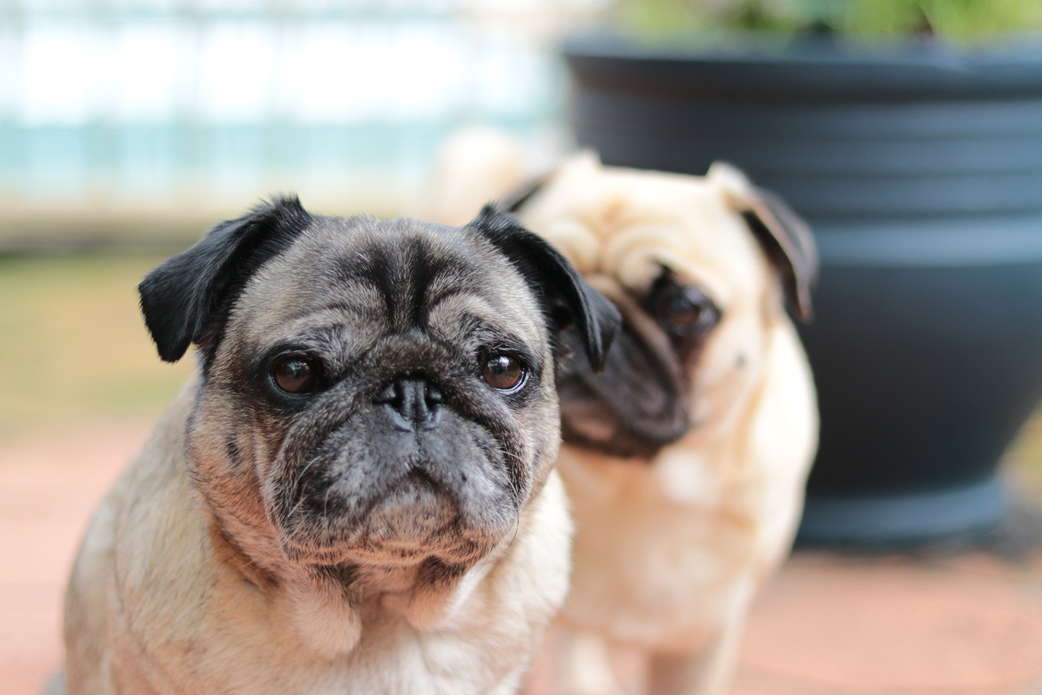 become-a-foster-carer-pug-patrol-rescue-australia